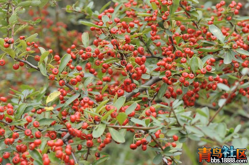 调整大小 照片--2012秋香山鹭岛和葳螺山 086.jpg