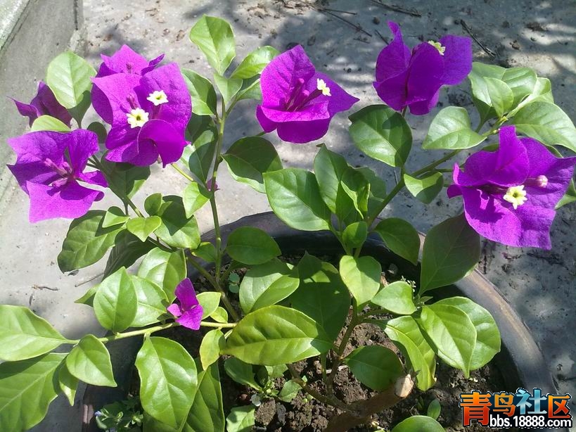 照片9 803.jpg