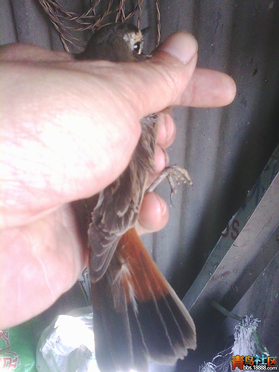 IMG0251A.jpg