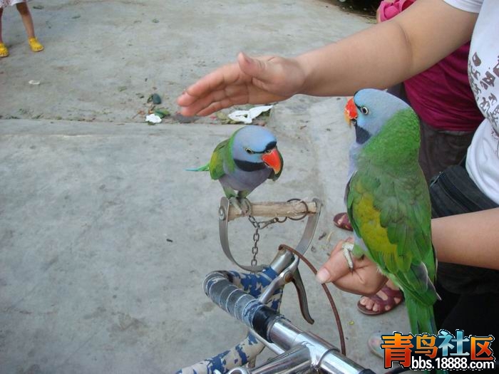 我说的是真的，让它到我家玩玩吧。.JPG
