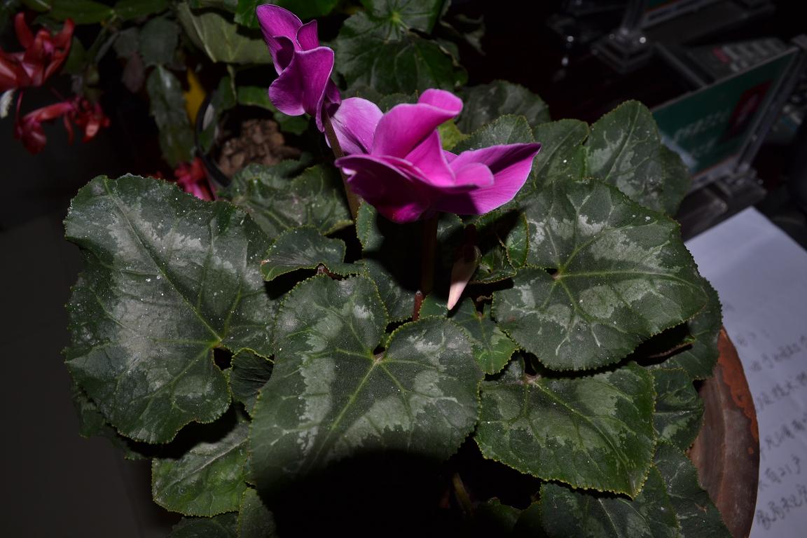 DSC_0395.JPG