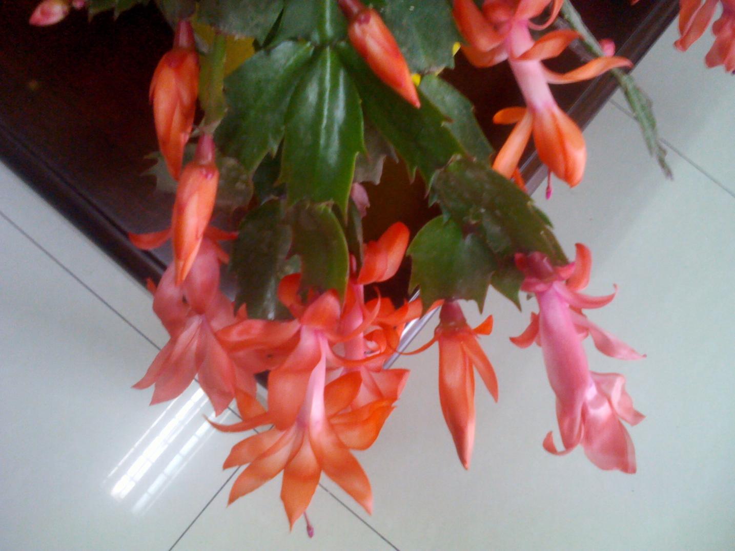 IMG_20121121_154523.jpg
