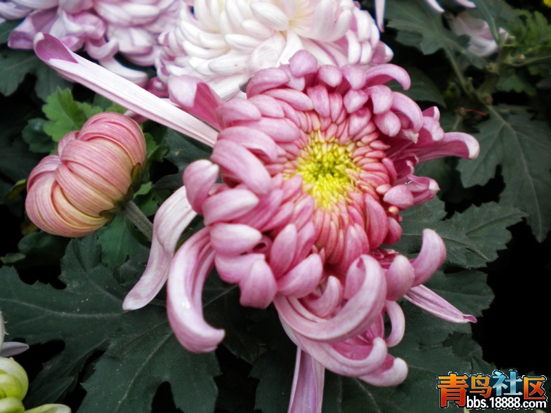 DSCN9307.jpg
