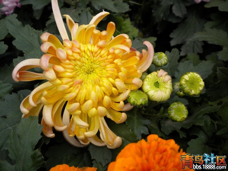 DSCN9311.jpg
