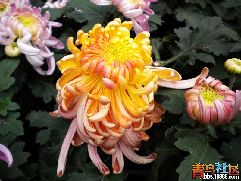 DSCN9310.jpg