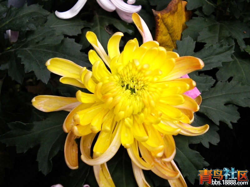 DSCN9319.jpg