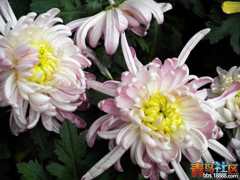 DSCN9318.jpg