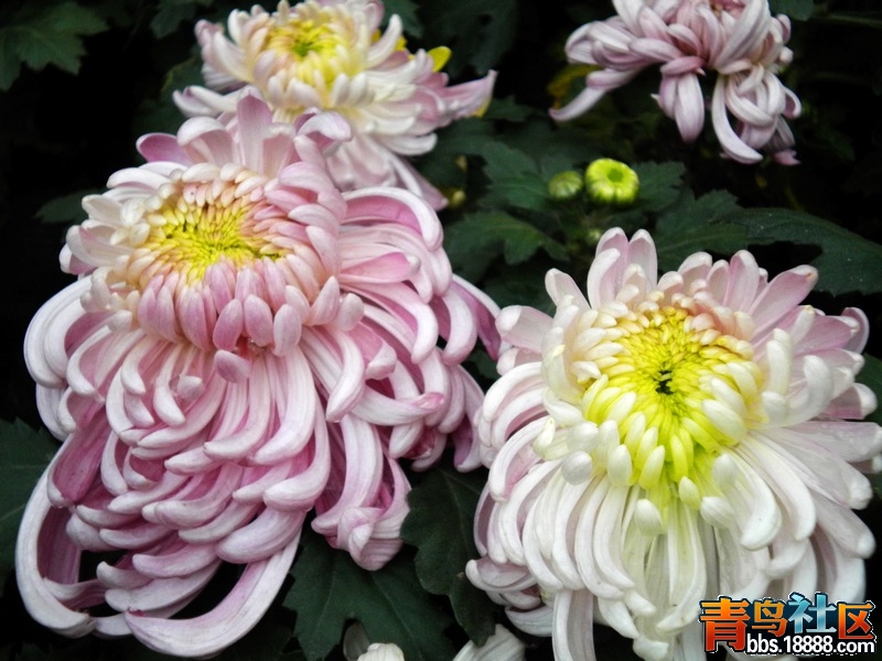 DSCN9291.jpg
