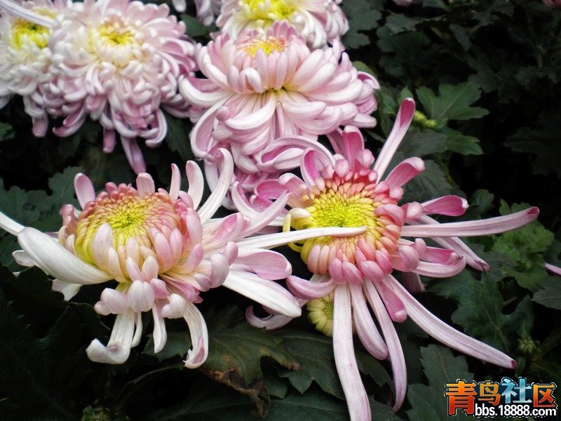 DSCN9309.jpg