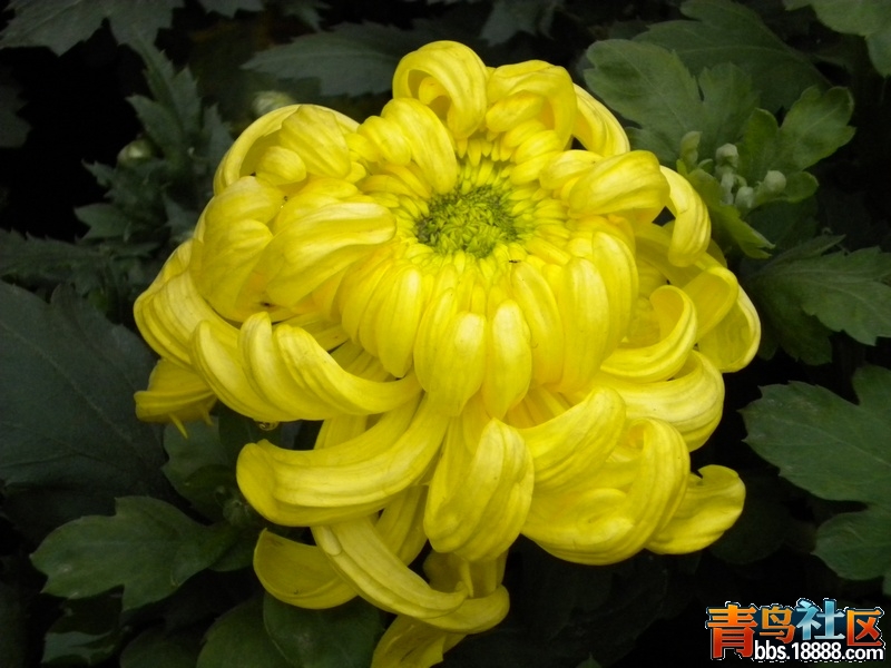 DSCN9244.jpg