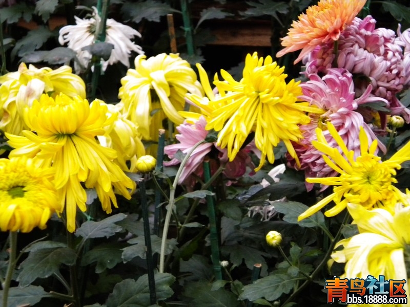 DSCN9218.jpg