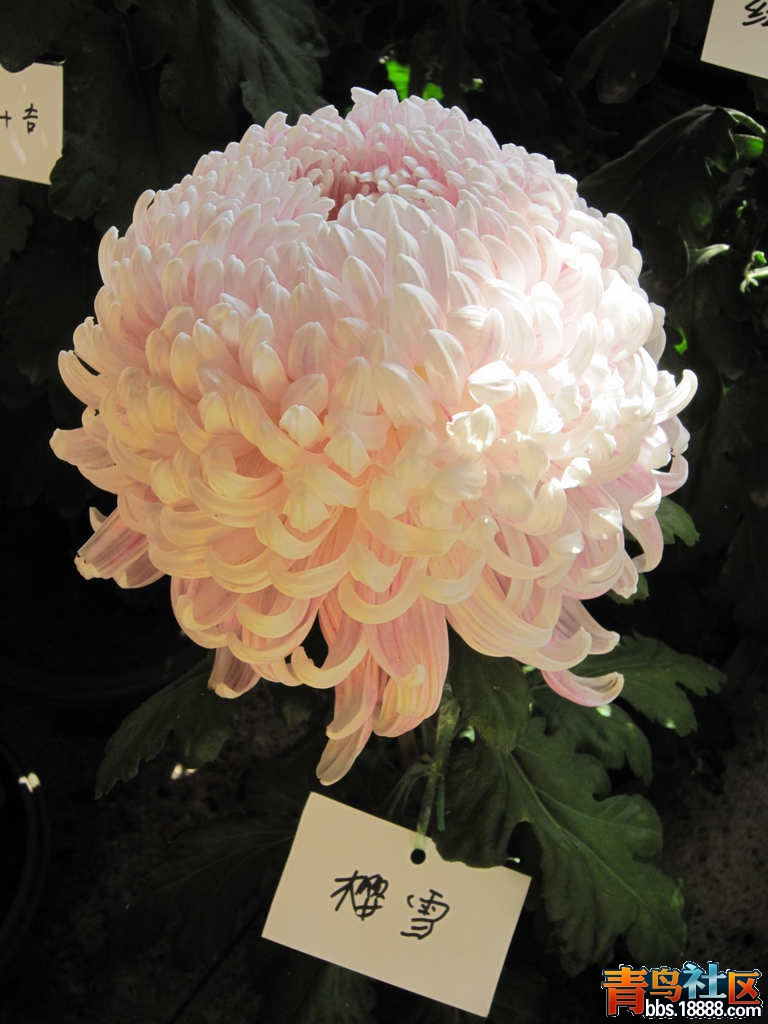照片 556.jpg