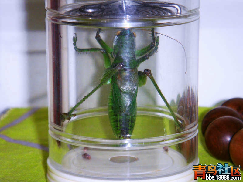 2010本憨绿.jpg