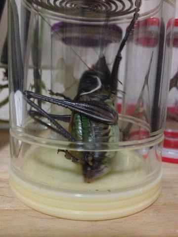 照片 083.jpg