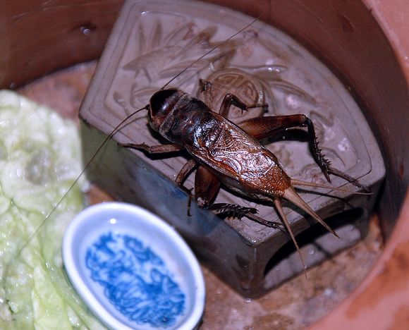 DSC_1011.JPG