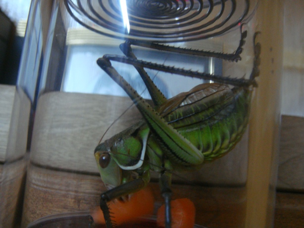 DSC07525.JPG