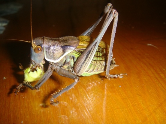 DSC07575.JPG