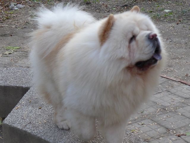我家的松狮.jpg