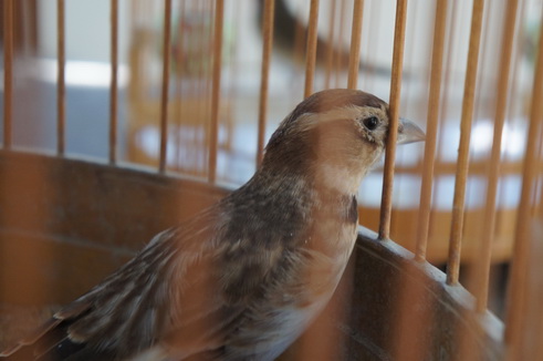 DSC01148_调整大小.JPG
