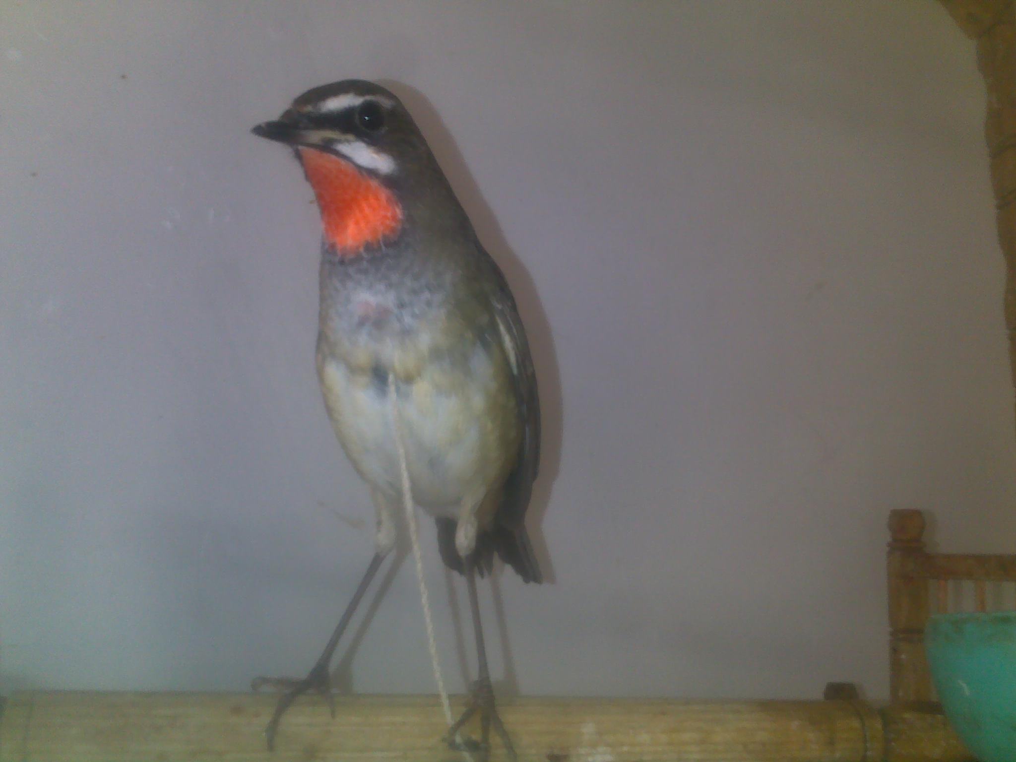 20121123528.jpg