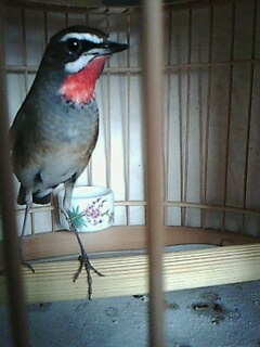 IMG0044A.jpg