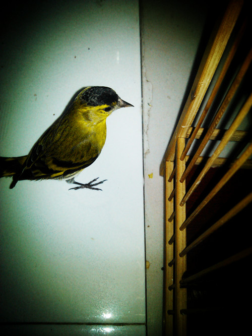IMG_20121127_163939_副本.jpg