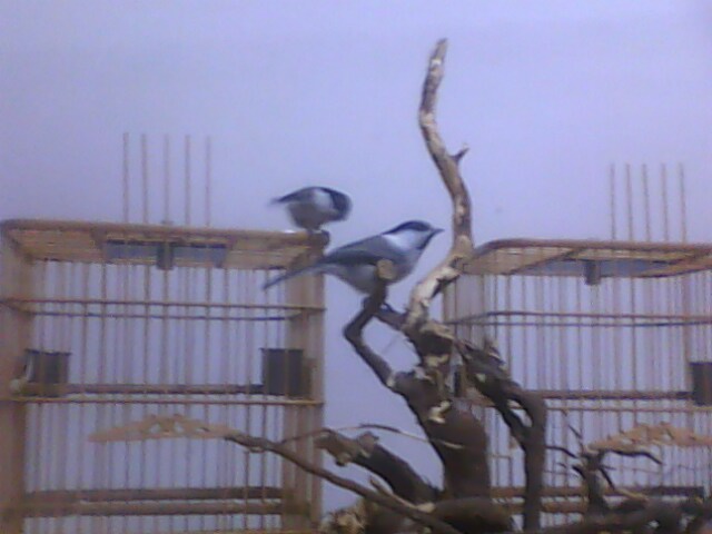 IMG0580A.jpg