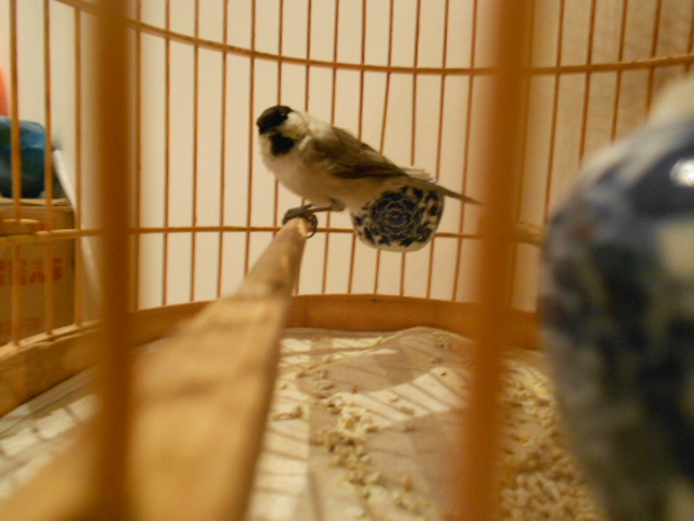 DSCN1445.JPG