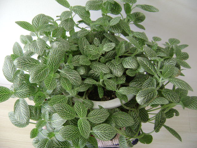 DSC07375.JPG