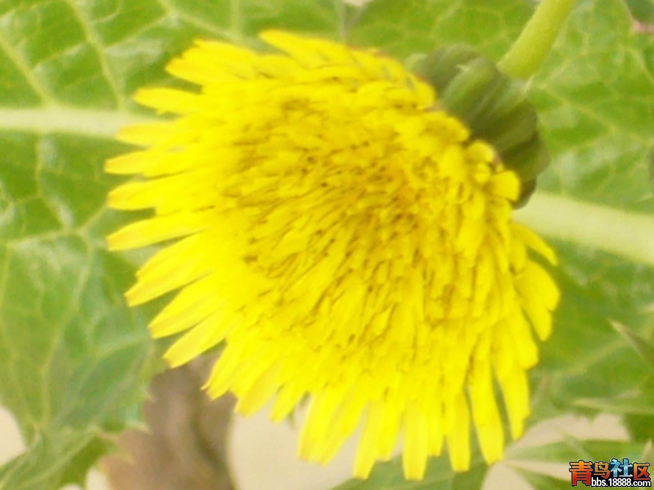 P1010757.JPG
