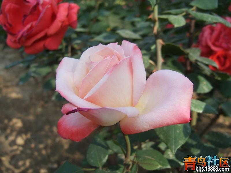 DSCF4456_调整大小.JPG