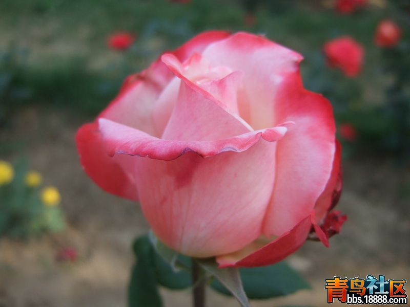 DSCF4455_调整大小.JPG