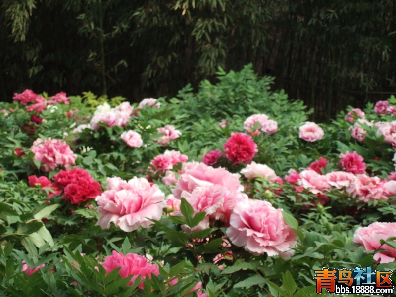 DSCF4038_调整大小.JPG