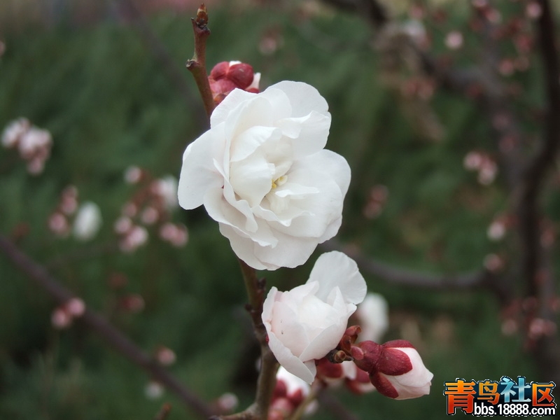 DSCF3153_调整大小.JPG