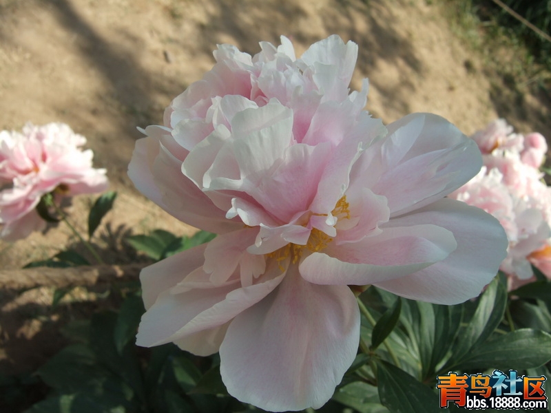 DSCF4796_调整大小.JPG