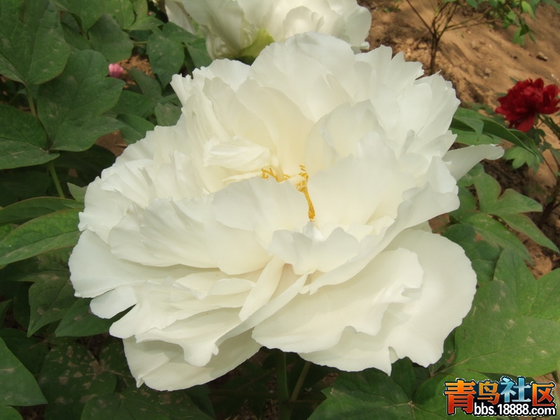 DSCF4153_调整大小.JPG