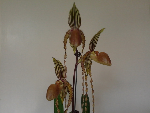 Paph&nbsp;&nbsp;Formosa Lady&nbsp;&nbsp;ML-6-.jpg