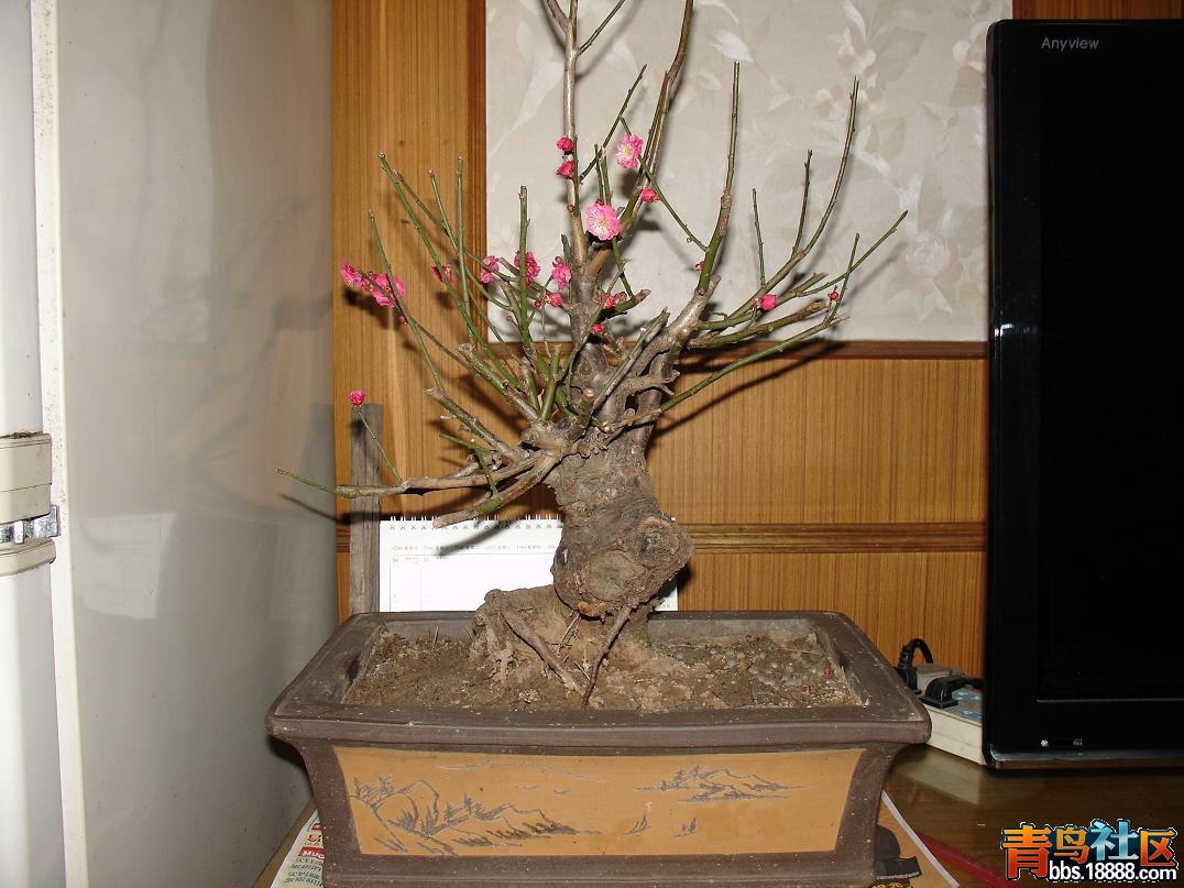 DSC08285.JPG