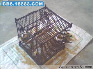 24_223404_434ef9083d44d8d[1].jpg