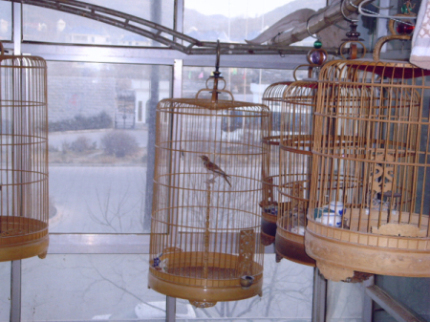 SNV30006.jpg