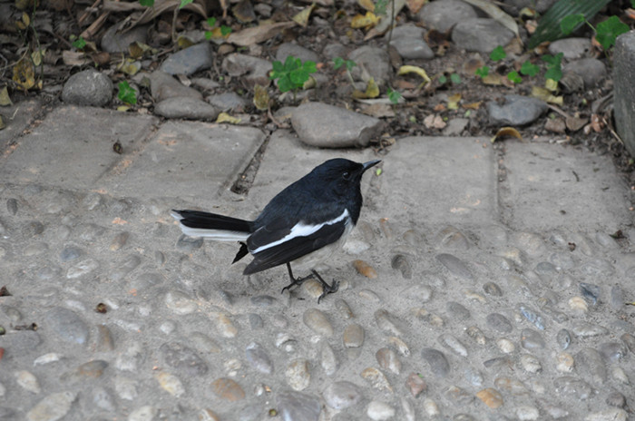 DSC_7557_副本.jpg