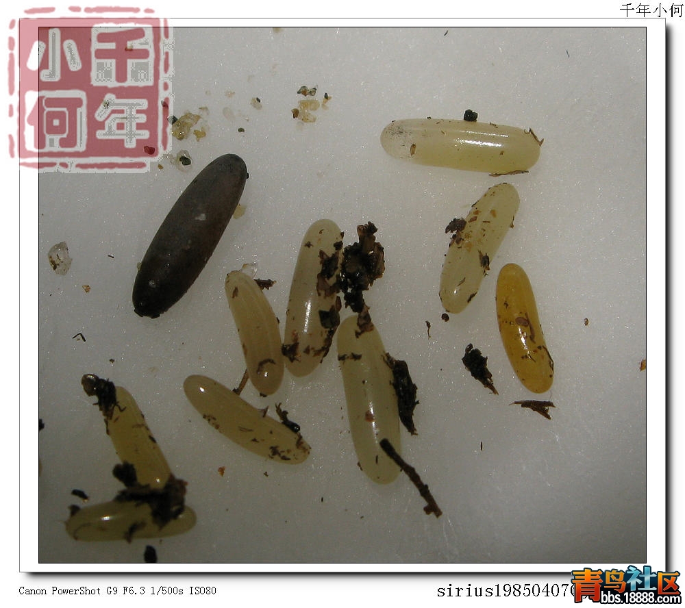 嘉義 水上 花生大蟋 (3).jpg