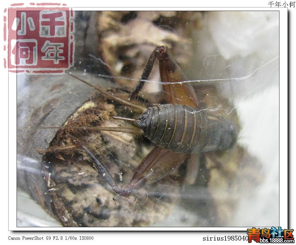 樹皮蟋蟀 惠蓀.jpg