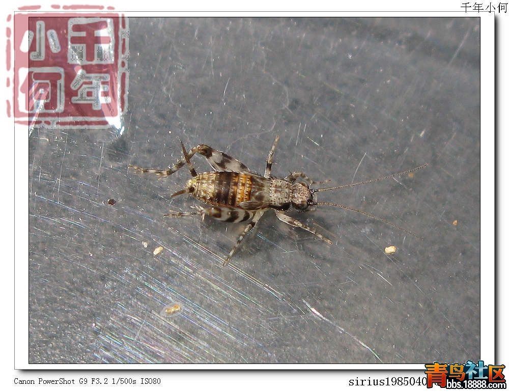 蓮花池 斑蛉.jpg