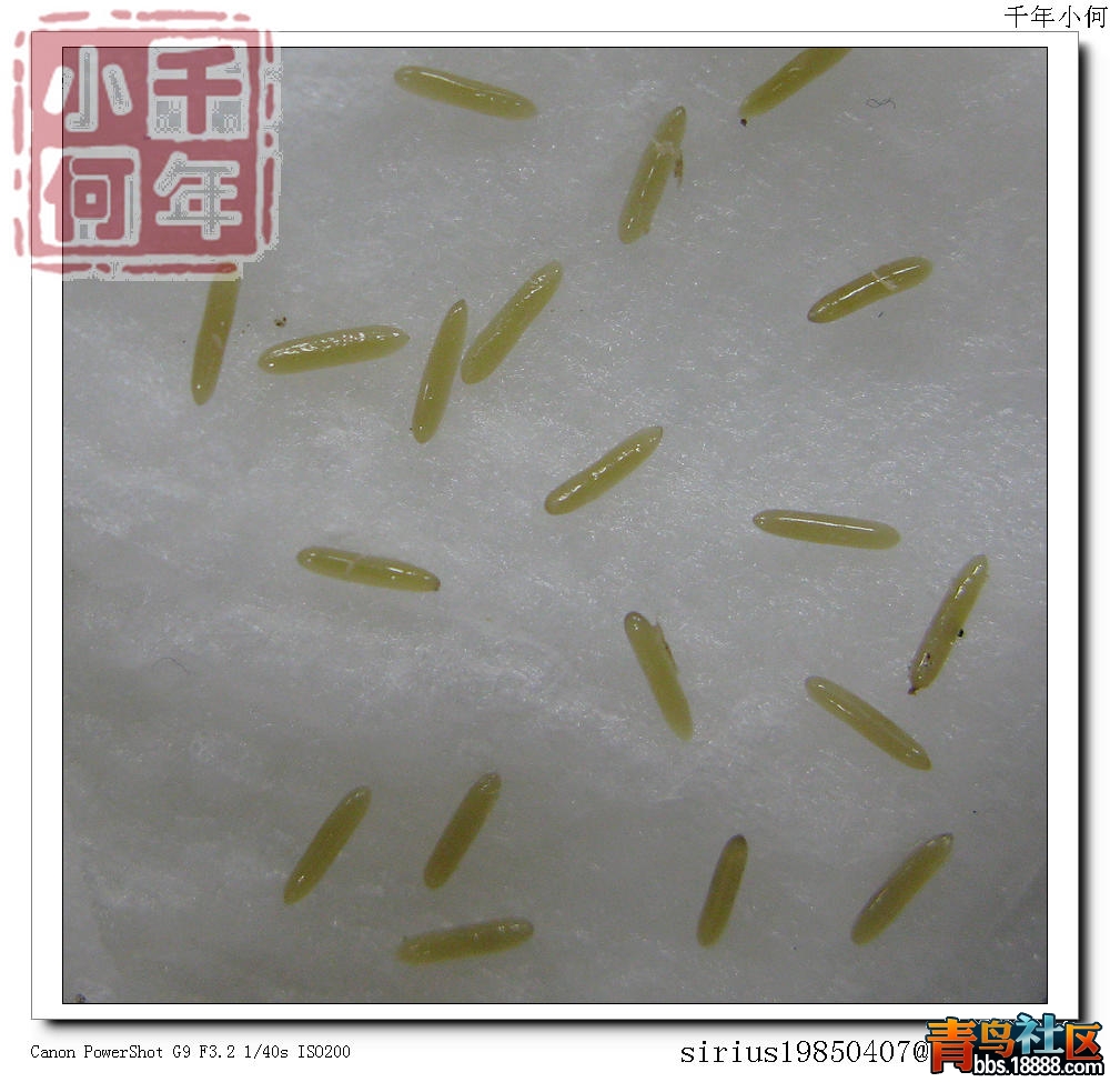 樹皮蟋蟀 惠蓀 (4).jpg
