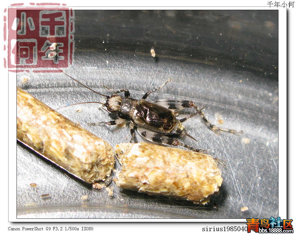 莲花池&nbsp;&nbsp;&nbsp;&nbsp;斑蛉.jpg