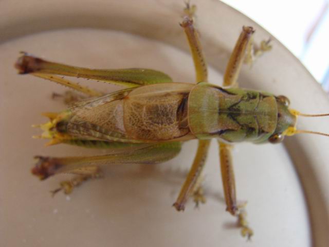 调整大小 DSC02571.JPG