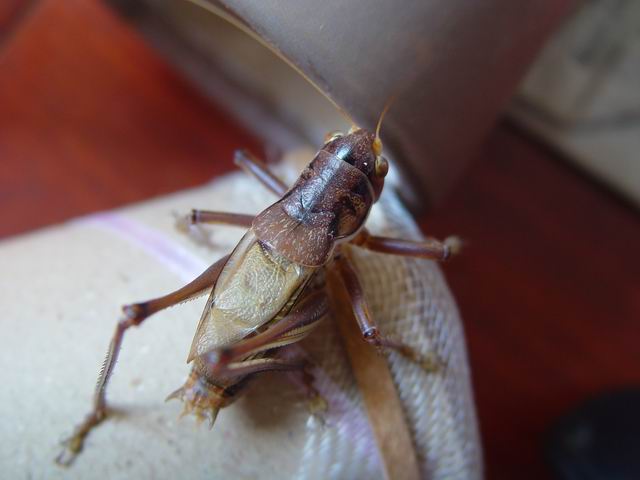 调整大小 DSC00147.JPG