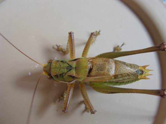 调整大小 DSC02565.JPG