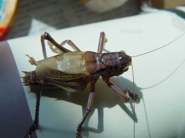 调整大小 DSC00144.JPG